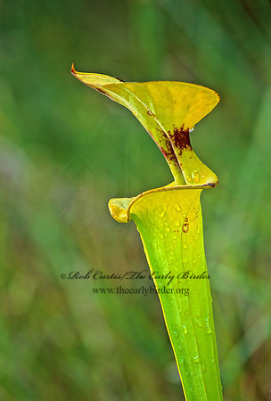 Sarracenia flava -TRUMPET 262903z