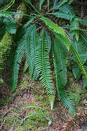 Blechnum spicant  DEER FERN 9059222z