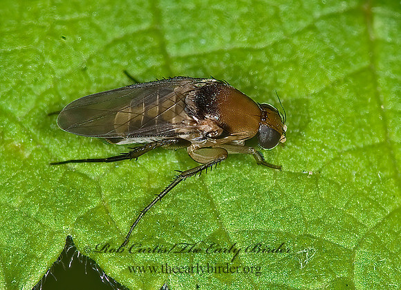 Phalacrotophora longifrons  SCUTTLE FLY 6008489z