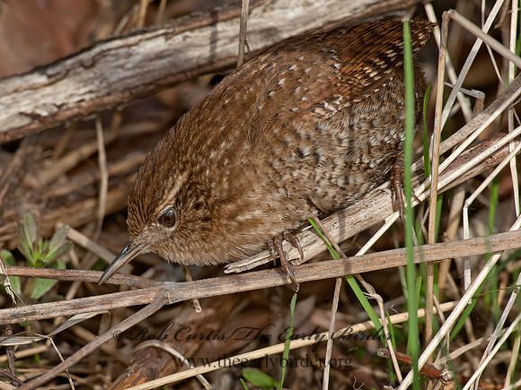 Troglodytes hiemalis  WINTER WREN 8033870z