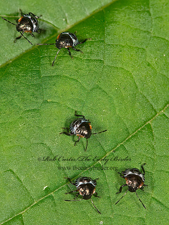 Chinavia hilaris  GREEN STINKBUG 9066486z