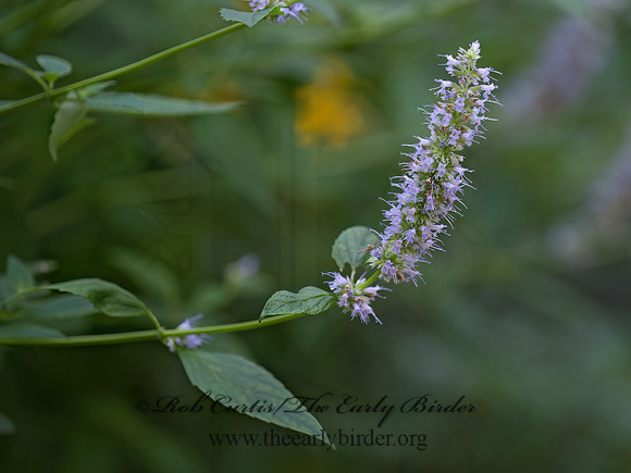 Agastache sp  MINT 9040329z