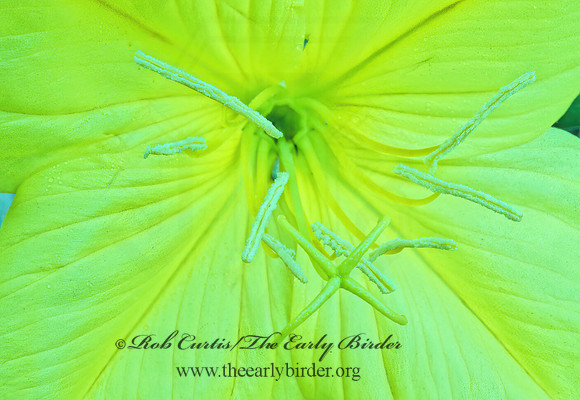 Oenothera missouriensis  MISSOURI EVENING PRIMROSE 175318z