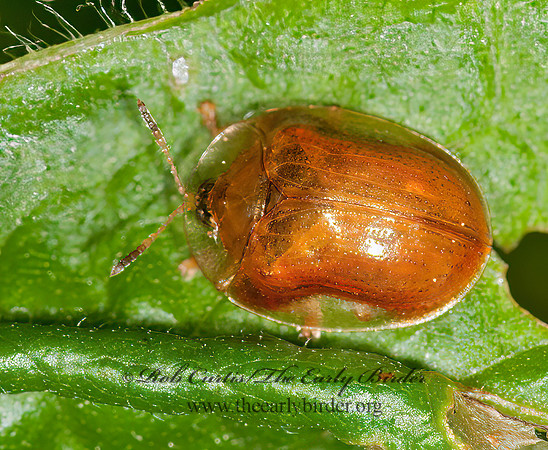 Charidotella purpurata  ORANGE TORTOISE BEETLE 3013730z