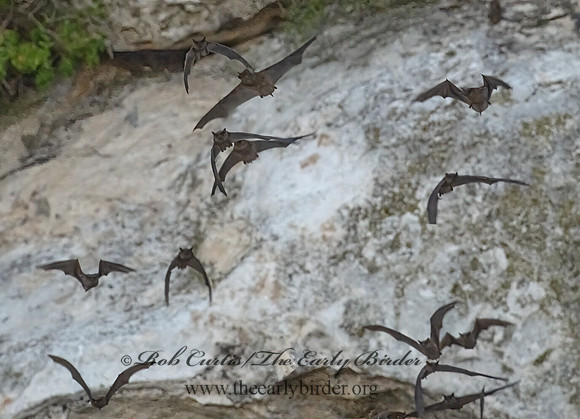 Tadarida brasiliensis  MEXICAN FREE-TAILED BAT 3039965-z