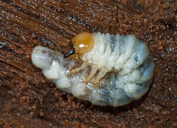 Ceruchus piceus 5002104z