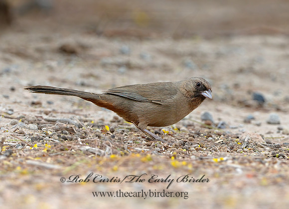 Melozone aberti  ABERT'S TOWHEE 9056815 copyz