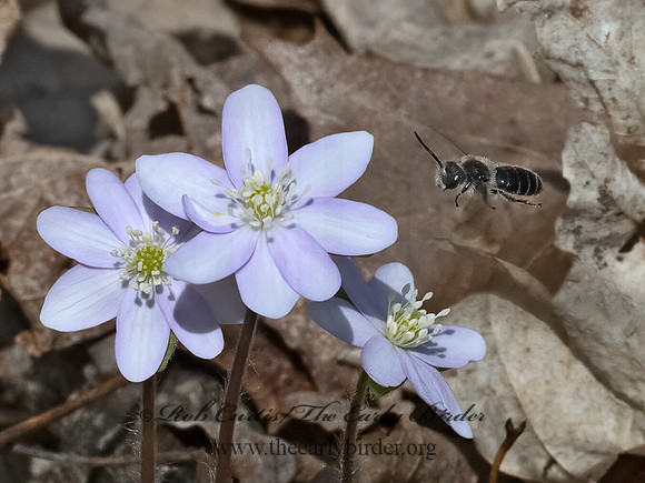 Andrena  BLACK MINER BEE3028099z