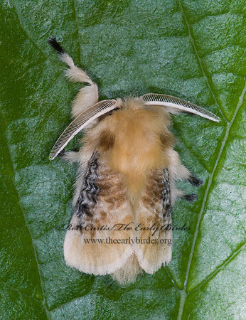 Megalopyge crispata  BLACK-WAVED FLANNEL MOTH 7003455z