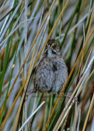 Ammospiza maritima  SEASIDE SPARROW 256624z