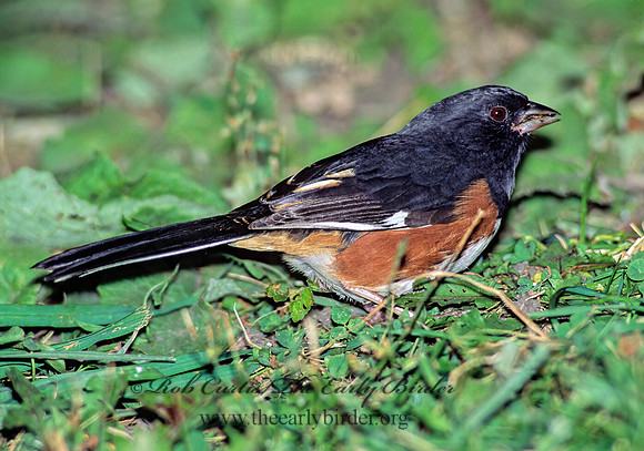 Pipilo erythrophthalmus  EASTERN TOWHEE 81431z