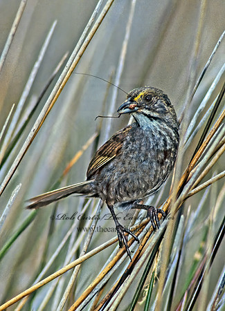Ammospiza maritima  SEASIDE SPARROW 256537z