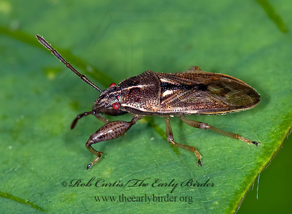 Oedancala dorsalis 6010065z