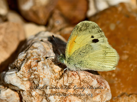 Nathalis iole  DAINTY SULFUR 9052391z