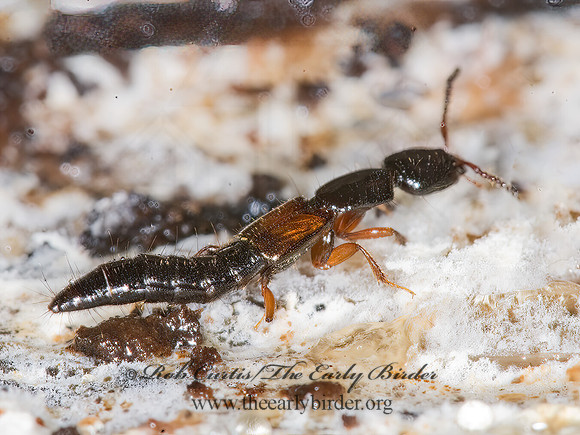 Nudobius cephalus  ROVE BEETLE 6016786z