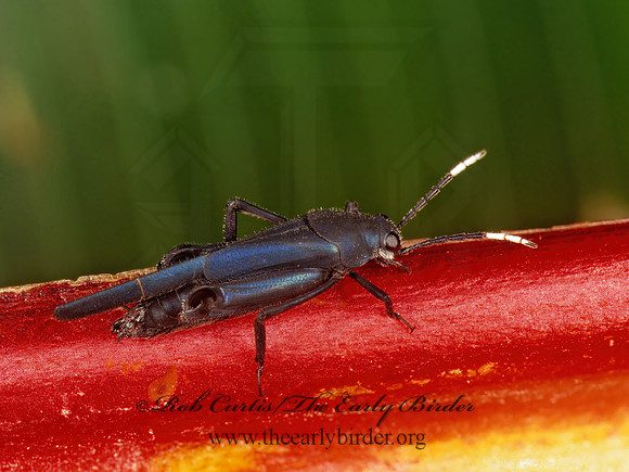 Ripipteryx carbonaria 202218z