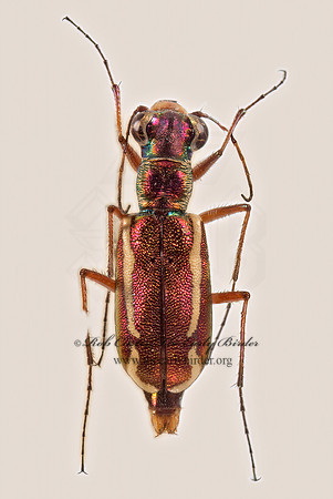 Cylindera lemniscata 9015923z