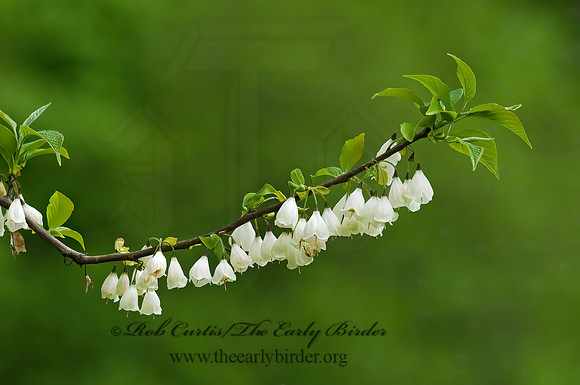 Halesia tetraptera  CAROLINA SILVERBELLS 7016390z