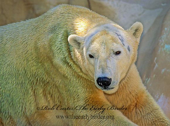 Ursus maritimus  POLAR BEAR 126311z