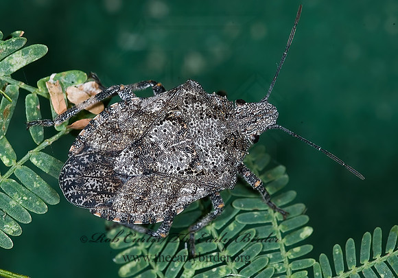 Brochymena cariosa  ROUGH STINKBUG 7006513z