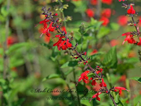Salvia coccinea  TROPICAL SAGE 9014018z