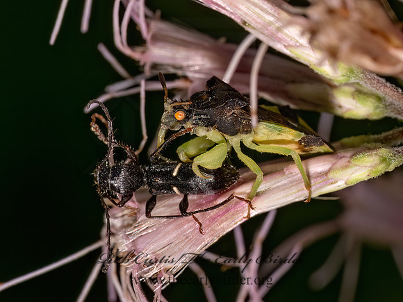 Phymata pennsylvanica AMBUSH BUG 9081125z