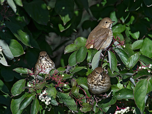 Catharus guttatus  HERMIT THRUSH 9015508z