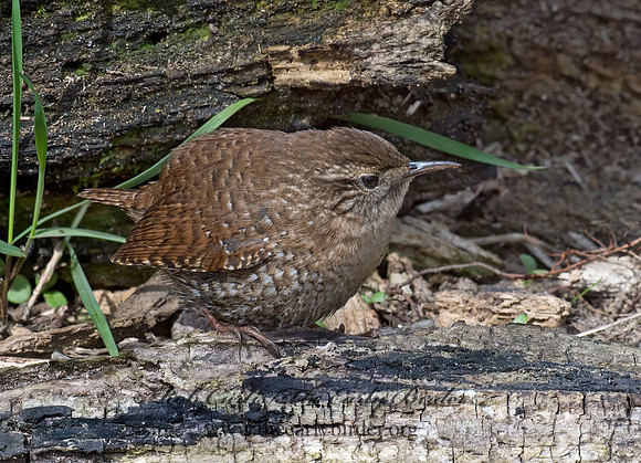 Troglodytes hiemalis  WINTER WREN 9028325z