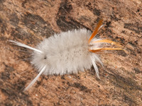 Halysidota harrisii SYCAMORE TUSSOCK MOTH 3014574z