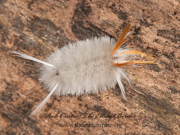 Halysidota harrisii   SYCAMORE TUSSOCK MOTH 3014574z