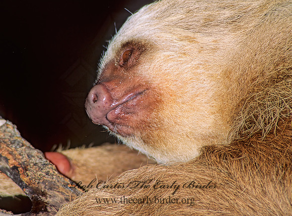 Choloepus hoffmanni  HOFFMAN'S 2-TOED SLOTH 97123z
