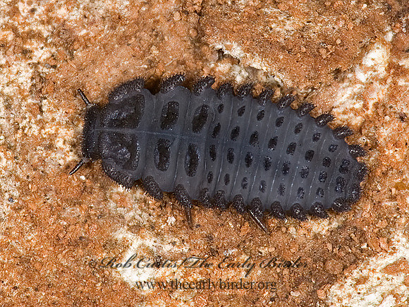 Endomychidae HANDSOME FUNGUS BEETLE 6017064 larva