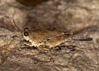 Paratettix cucullatus 8023480z