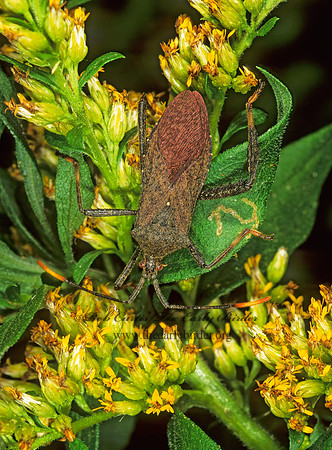 Acanthocephala terminalis 1115509z
