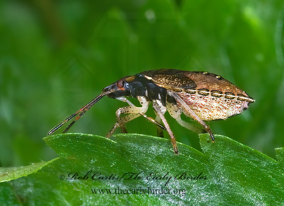 Euschistus  BROWN STINKBUG 7015413z