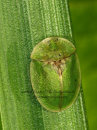 Cassida rubiginosa  THISTLE TORTOISE  BEETLE 9041229z