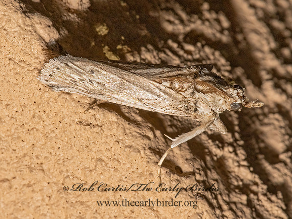 Phycitini  PYRALID MOTH 3023177z