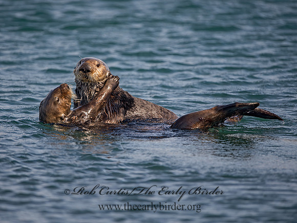 Enhydra lutris nereis  SOUTHERN SEA OTTER 9057917z