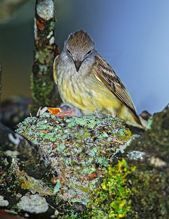 Elaenia flavogaster  YELLOW-BELLIED ELAENIA 206205z