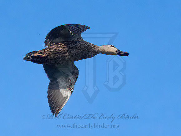 Anas fulvigula  MOTTLED DUCK 6040272z