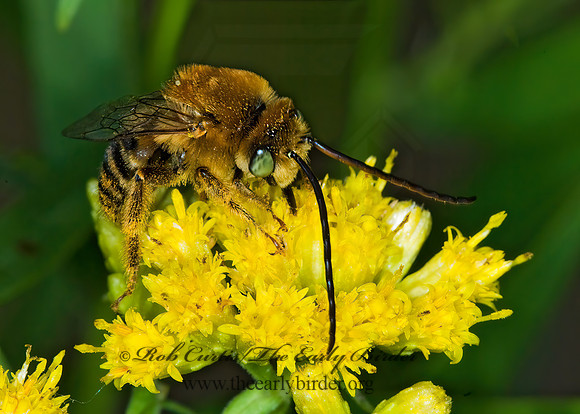 Melissodes (Eumelissodes)  trinodis 6010392z