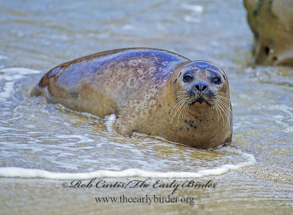 Phoca vitulina  HARBOR SEAL 124532z