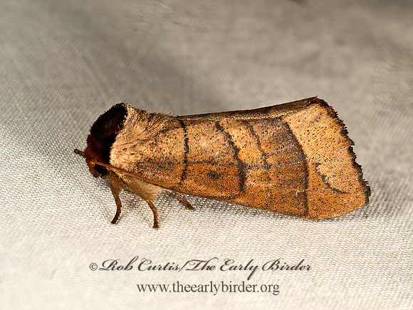 Datana angusii  ANGUS'S DATANA MOTH 9048945z