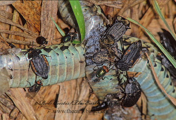 Oecioptoma  CARRION BEETLE 41202z