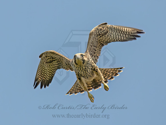 Falco peregrinus PEREGRINE FALCON 9090615z