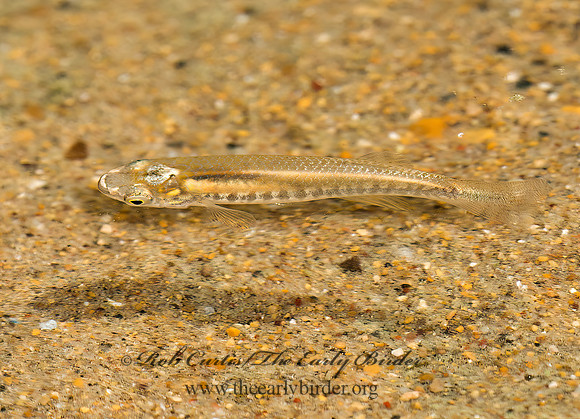 Fundulus diaphanus BANDED KILLIFISH 8031529z