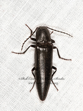 Elater lecontei  CLICK BEETLE 8036540z
