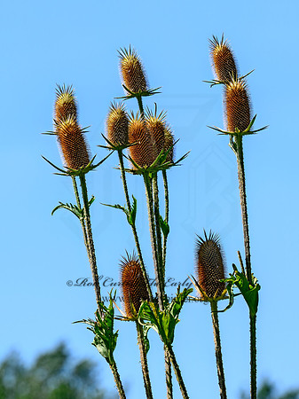 Dipsacus laciniatus  CUTLEAF TEASEL 9063829z
