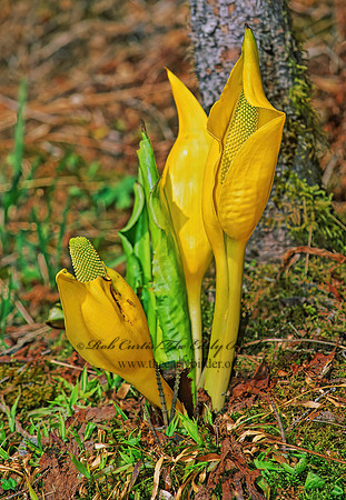 Lysichiton americanum  AMERICAN SKUNK CABBAGE 242102z