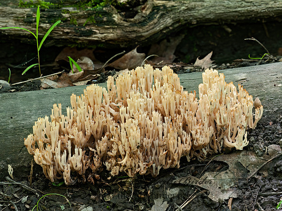 Artomyces pyxidatus  CROWN CORAL 3015807z